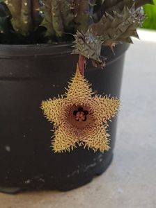 Huernia hystrix var. nova