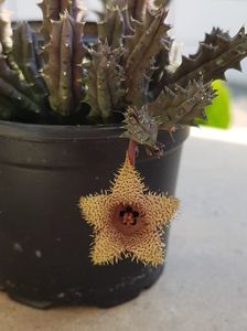 Huernia hystrix var. nova