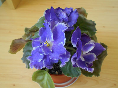 Letnie Sumerki