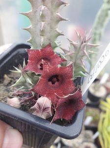 Huernia microcarpa 2