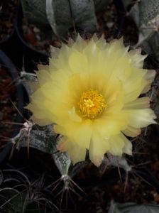 Astrophytum capricorne