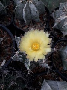 Astrophytum capricorne