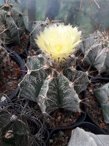 Astrophytum capricorne