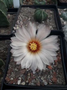 Astrophytum asterias