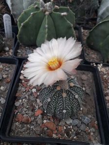 Astrophytum asterias