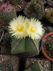 Astrophytum myriostigma v nudum