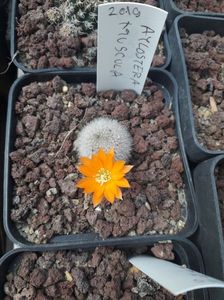 Aylostera muscula