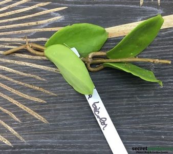 hoya-bicolor-flori-parfumate-2