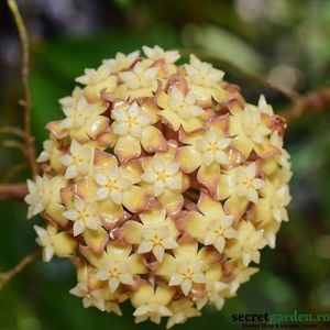 hoya-bicolor-flori-parfumate