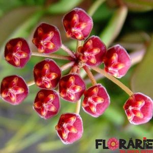 hoya-bilobata-parfumata