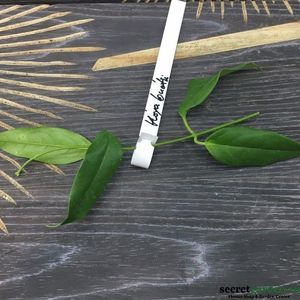 hoya-buotii-parfumata