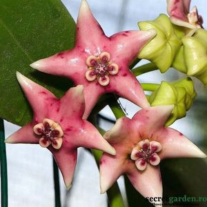 hoya-coronaria-pink-flori-uriase-parfumate