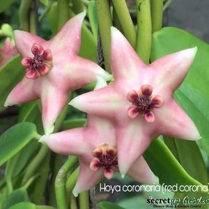 hoya-coronaria-red-corona-flori-parfumate-3