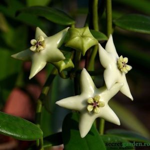 hoya-coronaria-white-flori-albe-uriase-si-parfumate