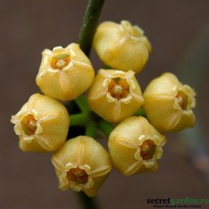 hoya-heuschkeliana-yellow-parfumata