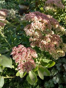 Sedum