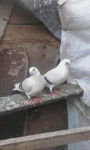 Vinduti