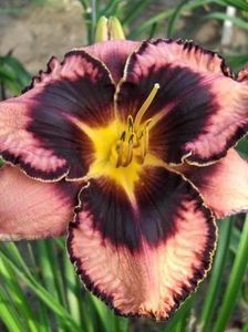 Simmons Ouverture; 2
Tetraploid
Midseason
Rebloom
Inaltime 78
Floare 15 cm
