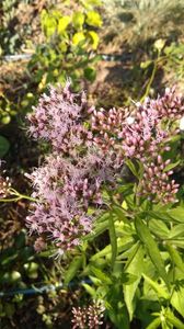 Eupatorium- inflorescenta