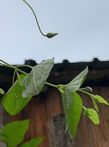 AF191681-E6D4-427E-B705-036C9F1EA68E; Clematis
