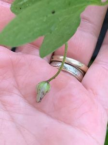 D3E55A01-7B95-4C07-9940-128C7CF54D5D; Clematis
