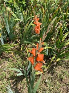 D7EDFA3D-0224-4743-B66B-417091F19B07; Gladiola
