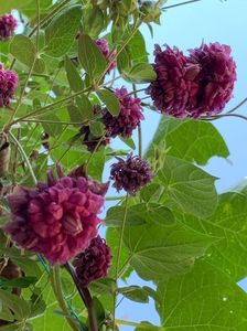 1A3D288B-DE21-4023-9945-B5EDD6E46547; Clematis
