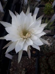 Echinopsis Calochlora