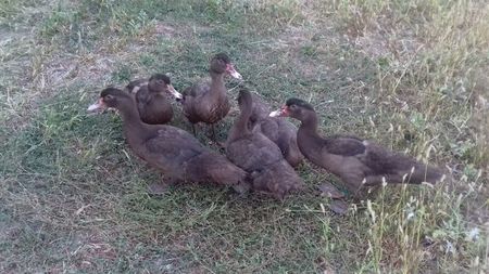 warzenenten brown