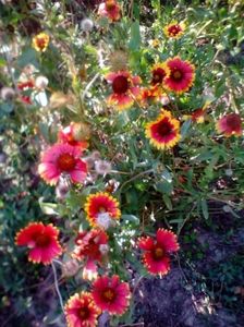 Gaillardia