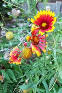 Gaillardia (1)