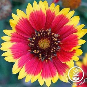 Gaillardia-Aristata