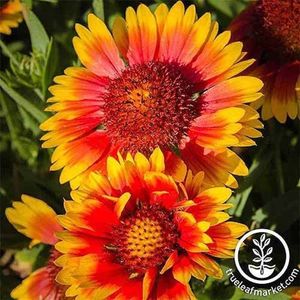 Indian-Blanket-Gaillardia