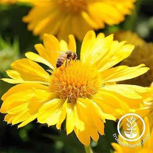 Mesa-Yellow-Blanket-Flower