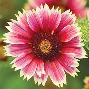 Punch-Bowl-Hybrid-Gaillardia