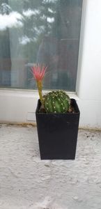 Hibrid Lobivia 16-01 58 red