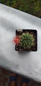 Hibrid Lobivia 16-01 58 red