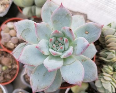 Echeveria "Blue Bird"