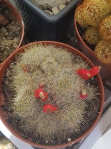 Mammillaria prolifera-sfarsit de sezon