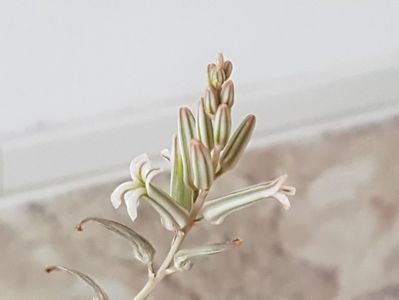 Floricelele