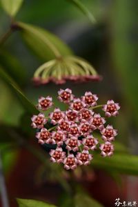 Hoya Gracilis