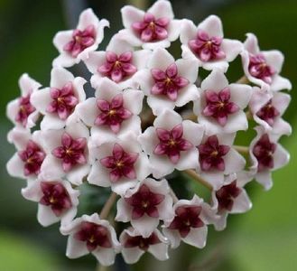 Hoya obovata