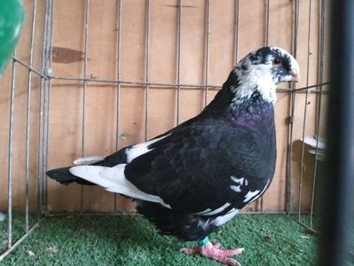 F 2019 Vandut