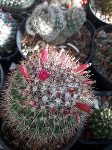 Fructe Mammillaria