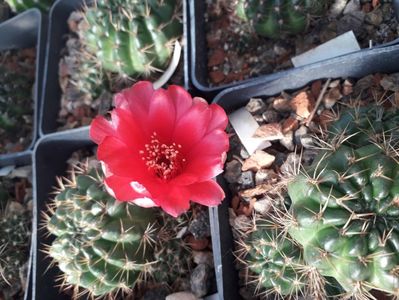Lobivia sp.