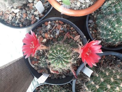 Lobivia sp