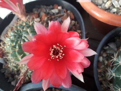 Lobivia sp