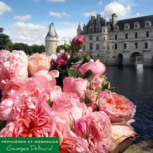 dames-de-chenonceau-z-delpabra-beetrose_2