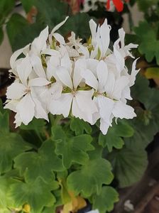 Arctic Star