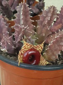 Huernia zebrina